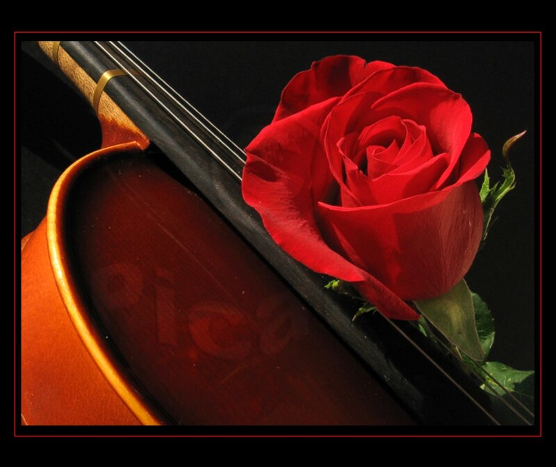 Red Rose on Violin — Dramatic, Photograph, Strings