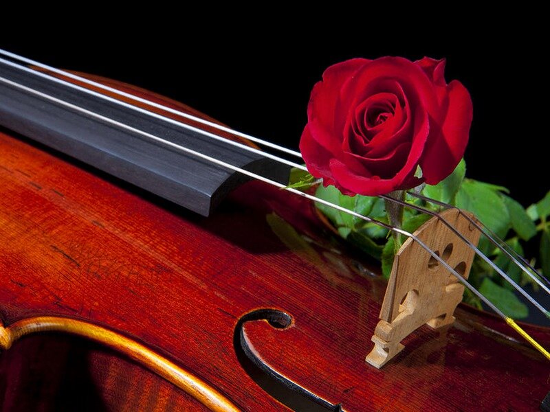Red Rose on Violin — Dramatic, Photograph