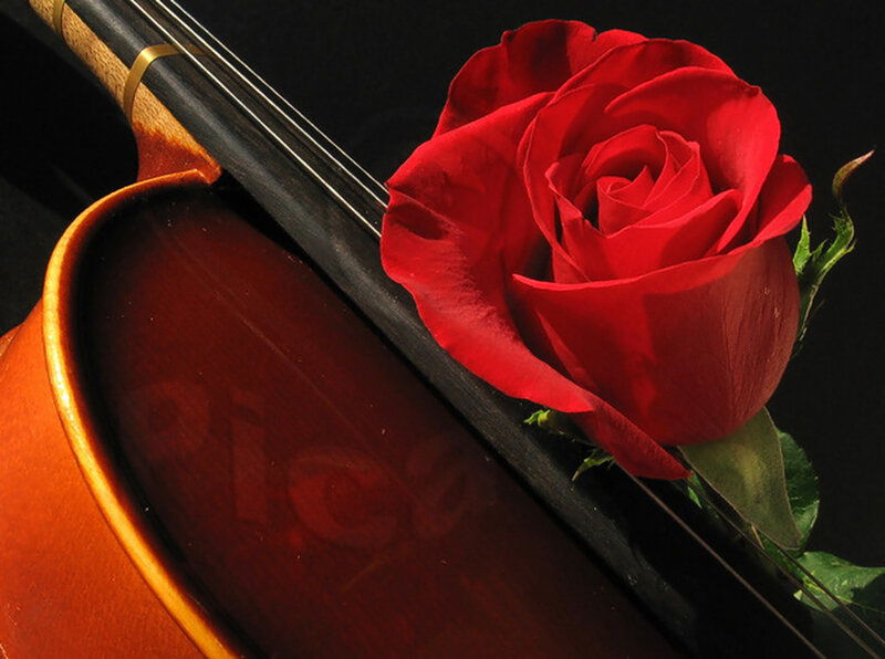 Red Rose on Violin — Dramatic