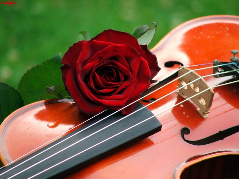 Red Rose on Violin — Serene