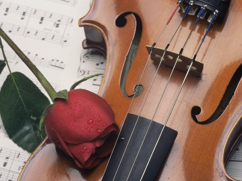 Red Rose on Violin