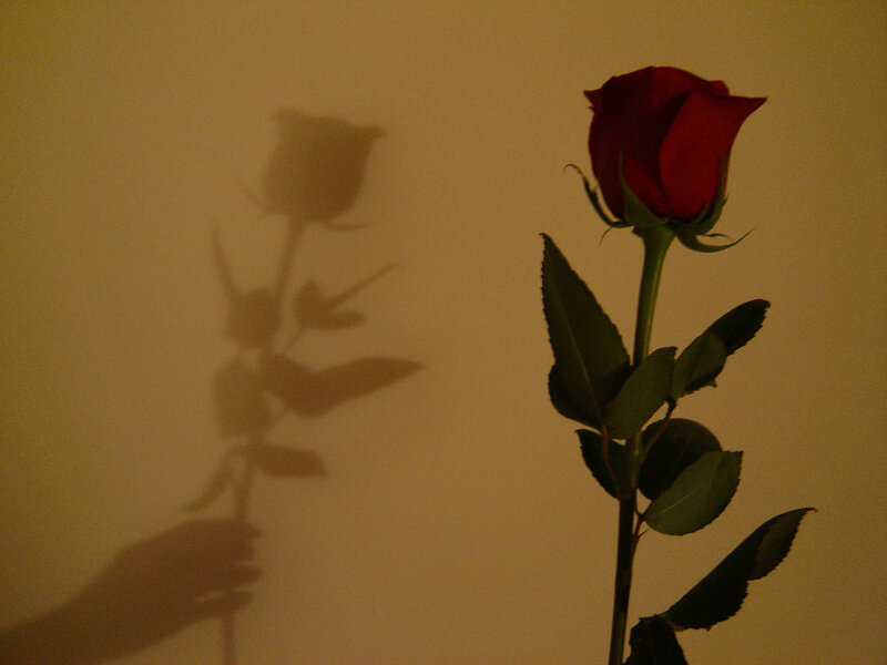 Red Rose on Wall