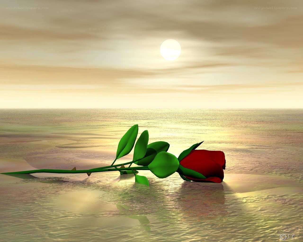 Red rose on water at sunset