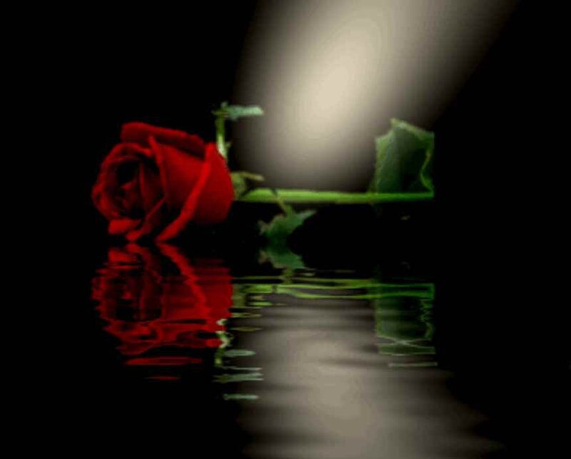 Red Rose on Water — Dramatic, Night