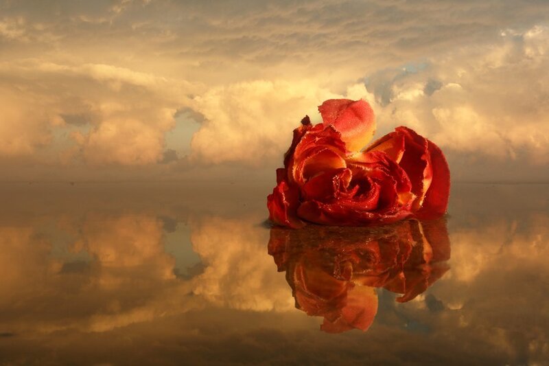 Red Rose on Water — Dramatic, Sunset