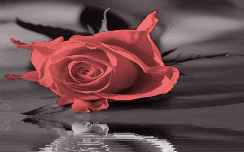Red Rose on Water — Dramatic