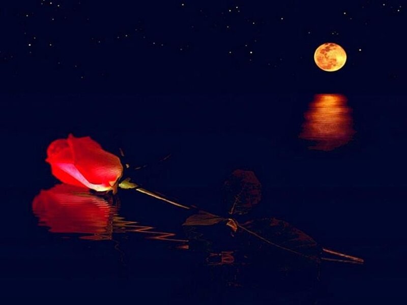 Red Rose on Water — Serene, Night