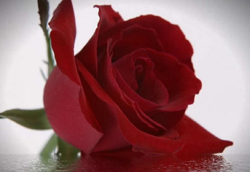 Red Rose on Water — Serene, Photograph, Stem