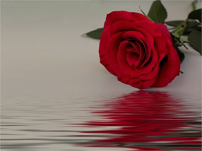 Red Rose on Water — Serene, Photograph