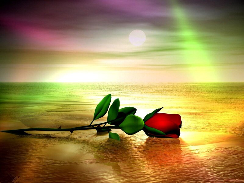 Red Rose on Water — Serene, Sunset