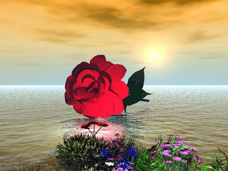 Red Rose on Water — Serene