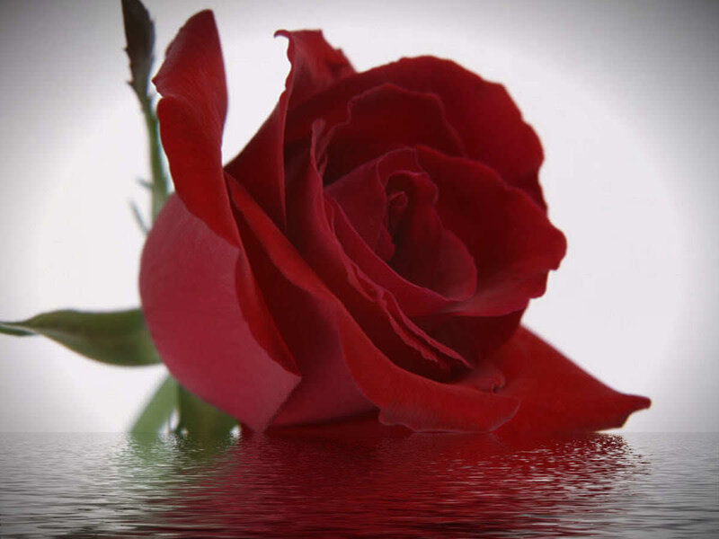 Red rose on water surface