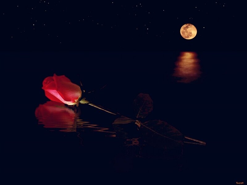 Red rose on water under moonlight