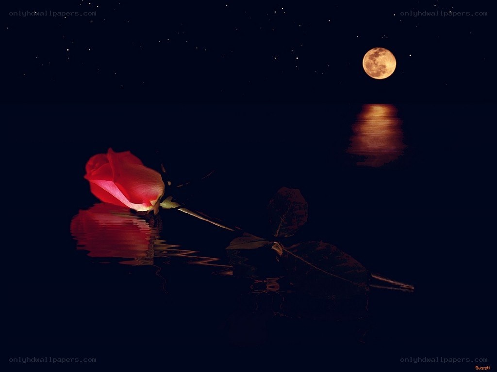 Red rose on water under moonlight