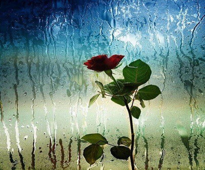 Red Rose on Wet Glass