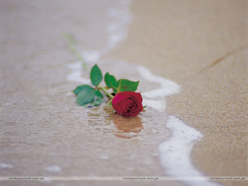 Red rose on wet sand