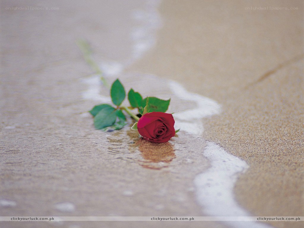 Red rose on wet sand