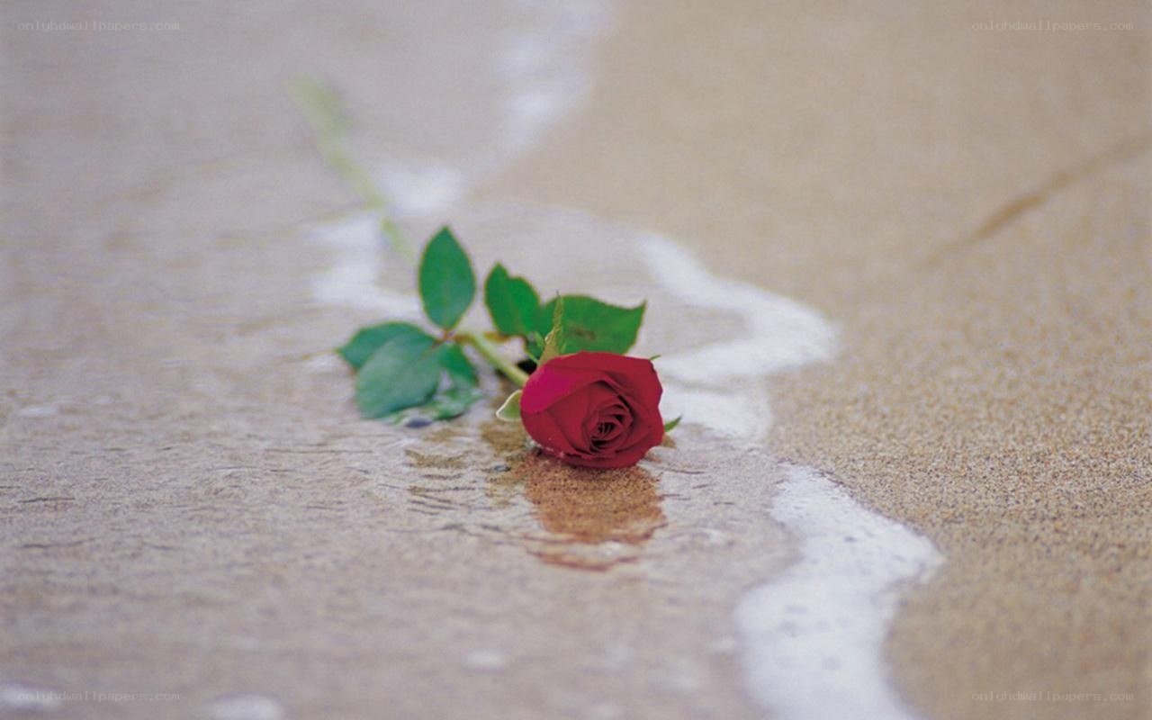 Red rose on wet sand
