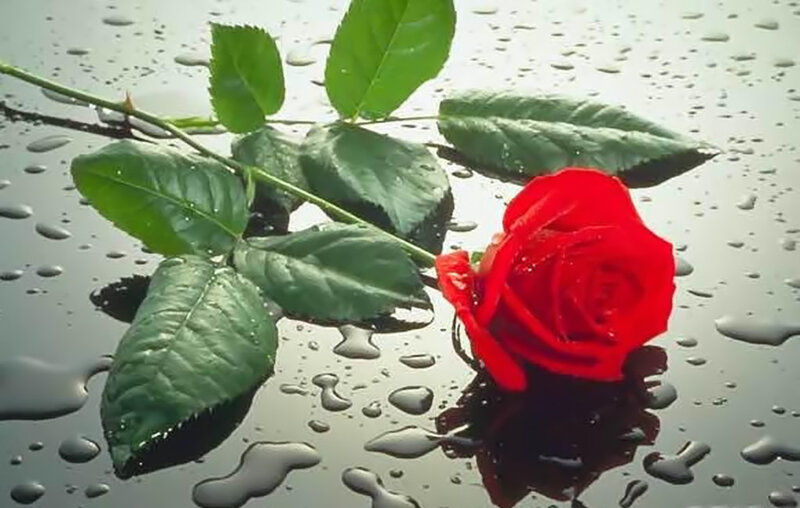 Red Rose on Wet Surface — Calm, Photograph, Leaves