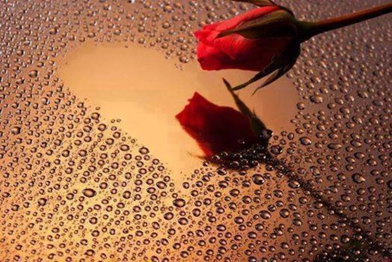Red Rose on Wet Surface — Calm, Photograph, Water Droplets
