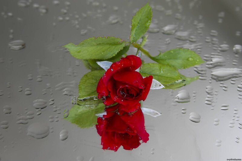 Red Rose on Wet Surface — Calm