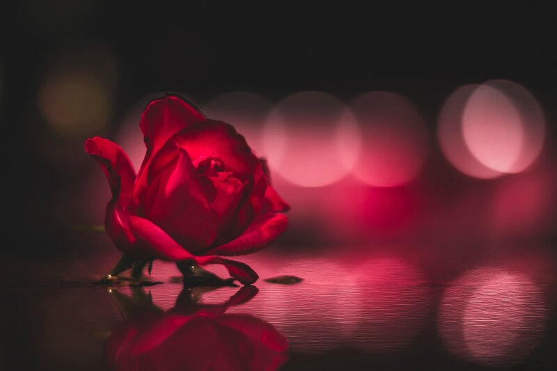Red Rose on Wet Surface — Dramatic, Night