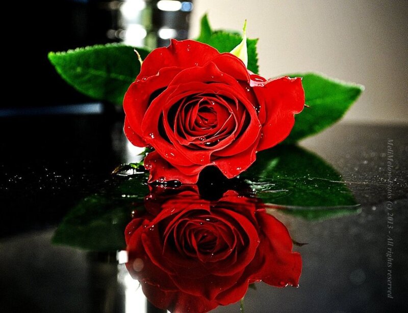 Red Rose on Wet Surface — Dramatic, Photograph, Green Leaves