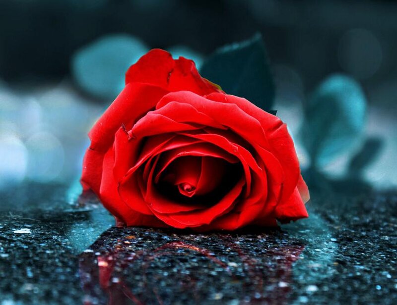 Red Rose on Wet Surface — Dramatic, Photograph