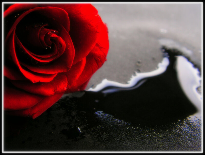 Red Rose on Wet Surface — Dramatic, Photograph, Water