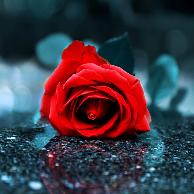 Red Rose on Wet Surface — Dramatic, Photograph, Wet Ground