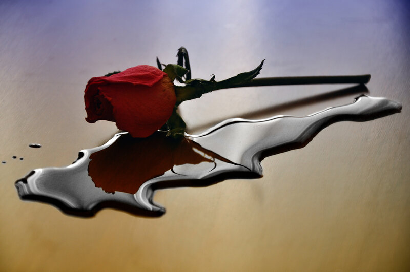 Red Rose on Wet Surface — Dramatic