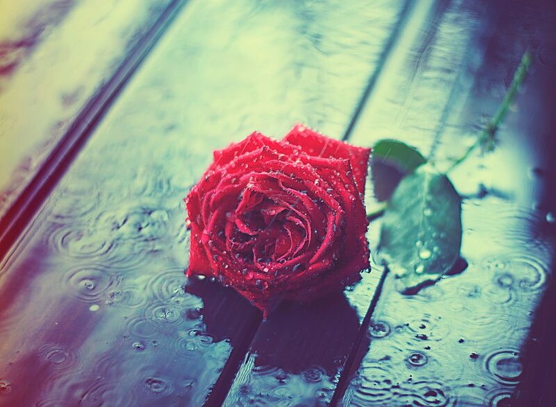 Red Rose on Wet Surface — Melancholic