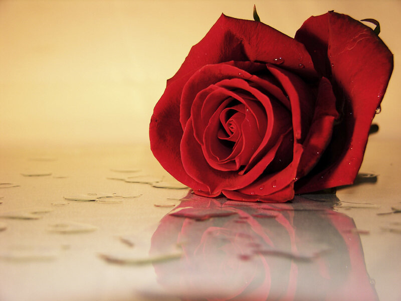 Red Rose on Wet Surface
