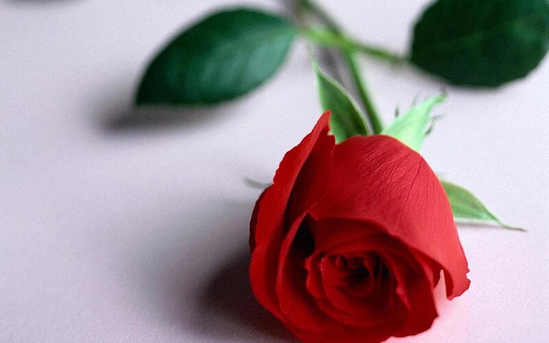 Red rose on white background
