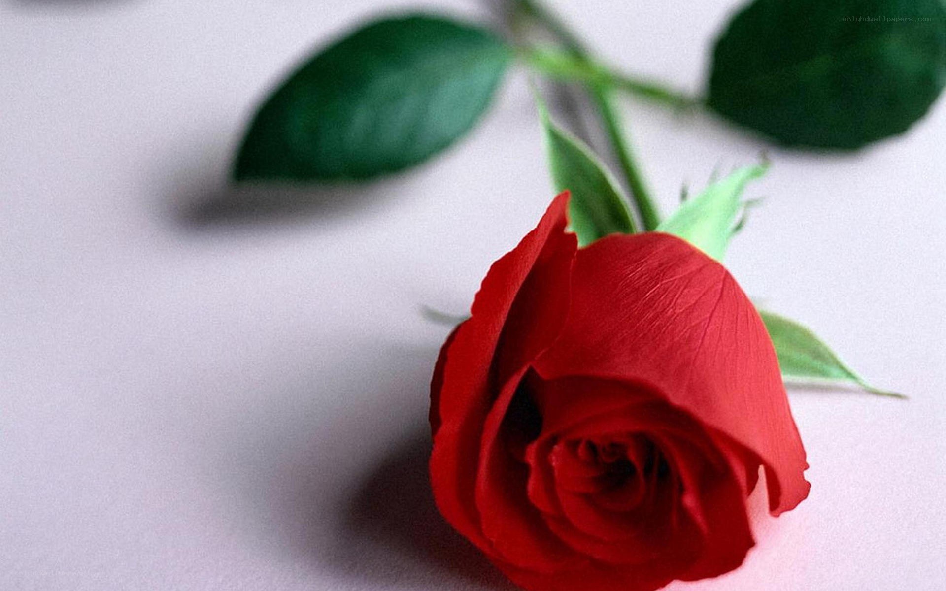 Red rose on white background
