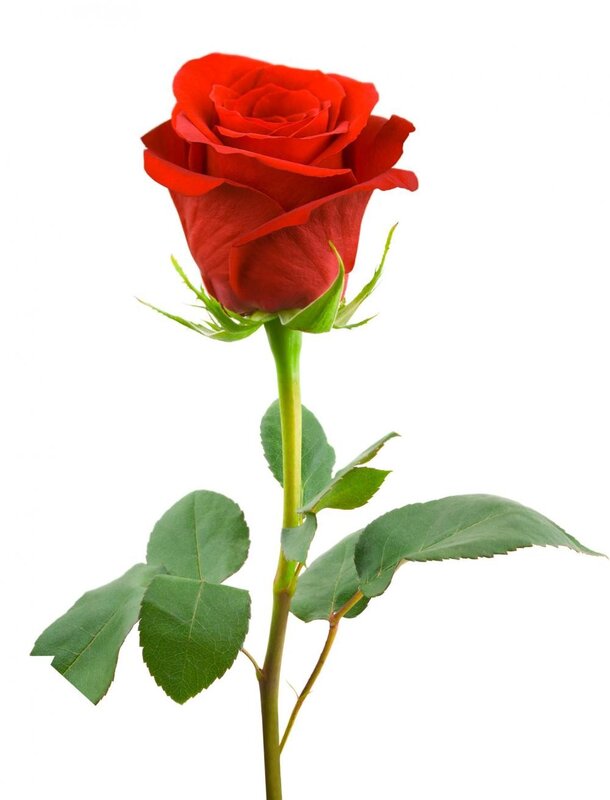 Red rose on white background