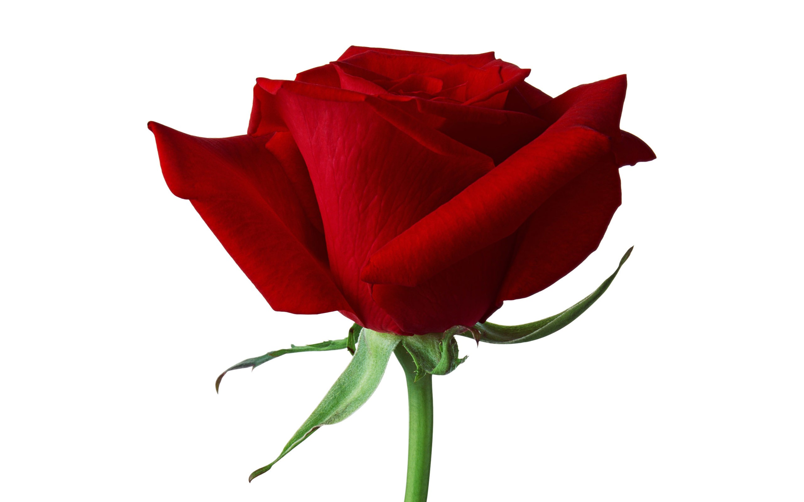Red rose on white background