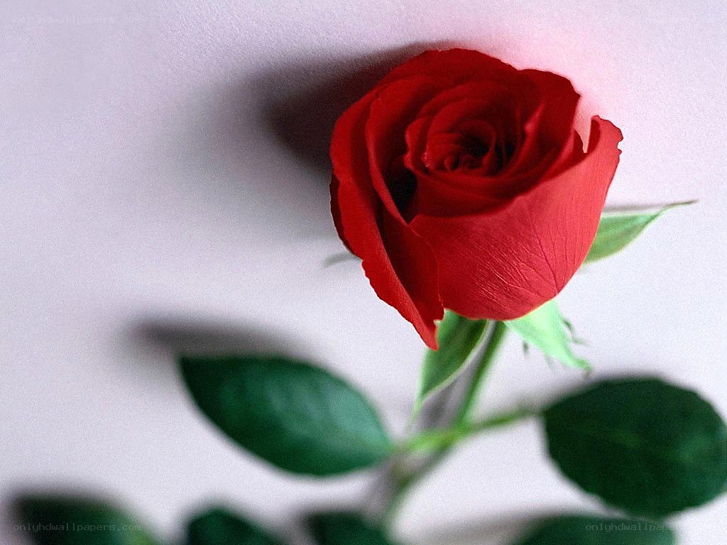 Red rose on white background