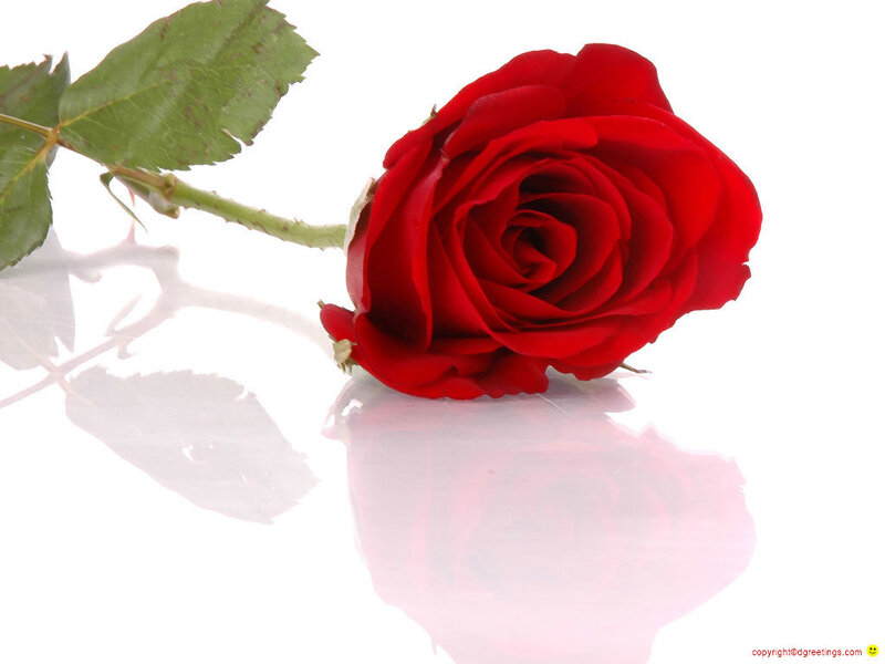 Red rose on white background