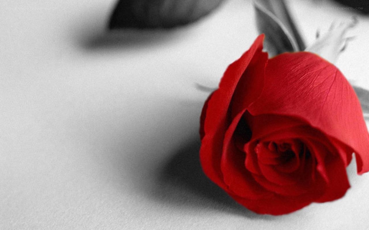 red rose on white background