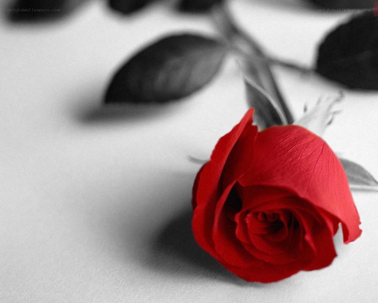 red rose on white background