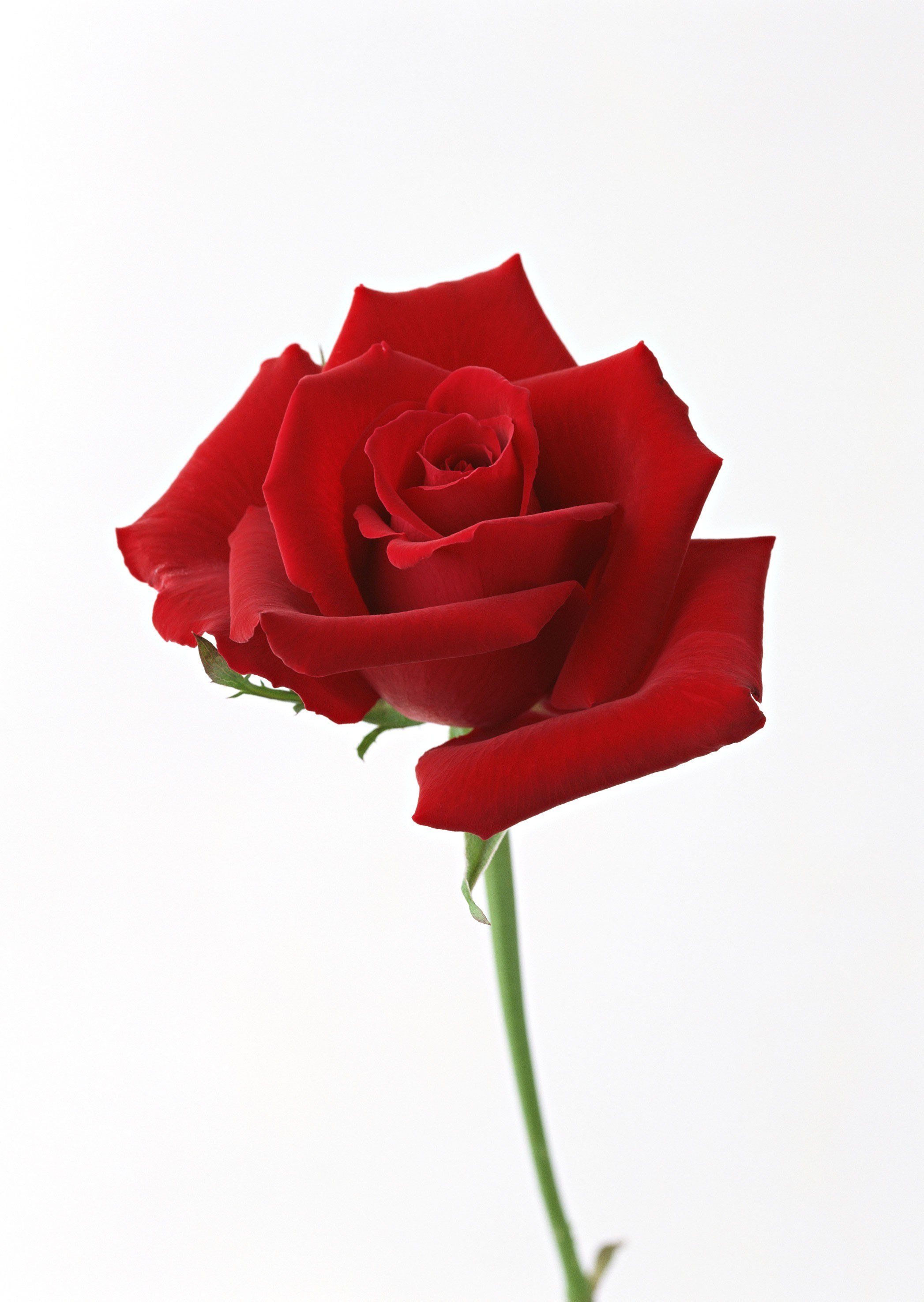 Red rose on white background