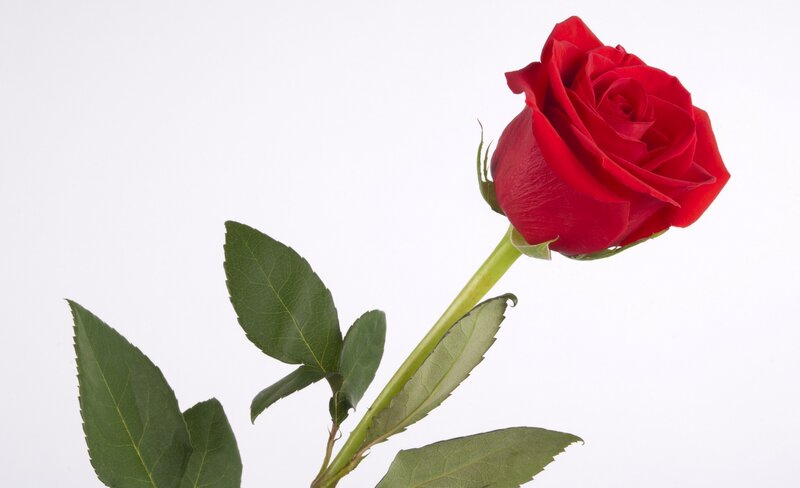 Red Rose on White Background — Calm, Photograph, Stem