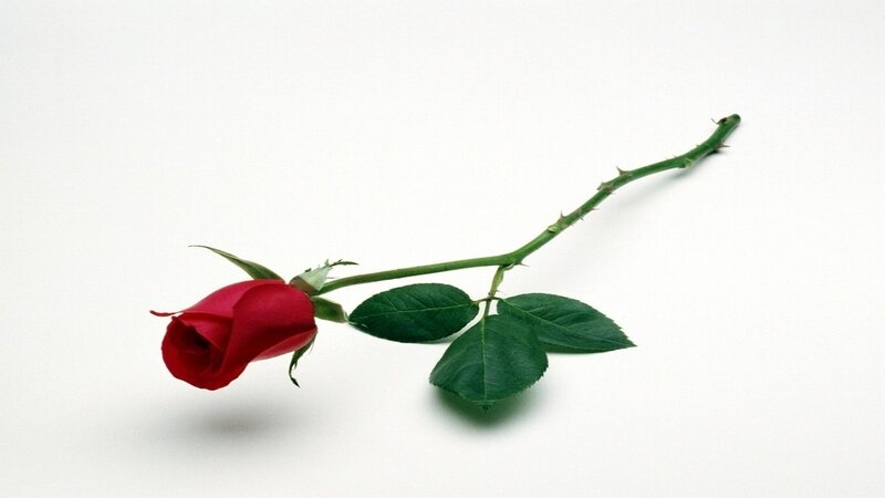 Red Rose on White Background — Calm, Photograph