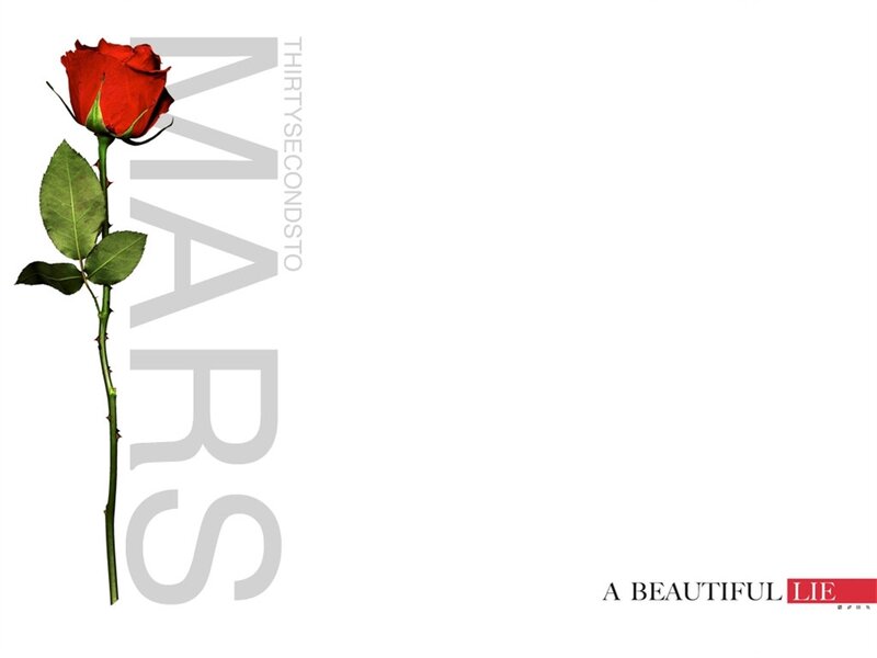Red Rose on White Background — Calm