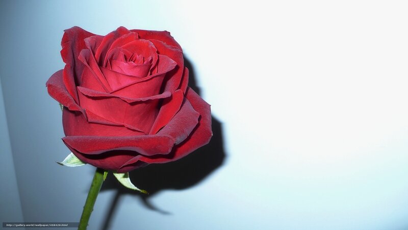 Red Rose on White Background — Dramatic, Photograph