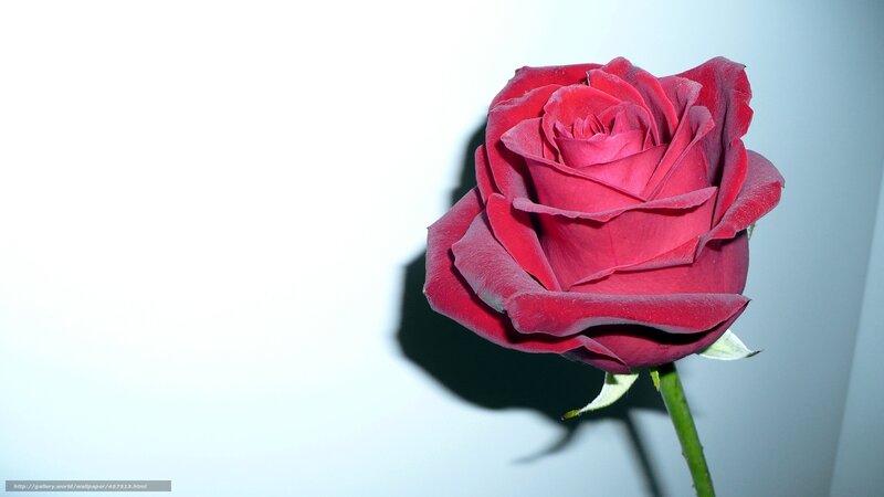 Red Rose on White Background — Dramatic