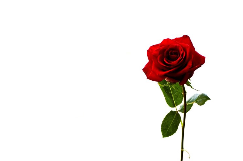 Red Rose on White Background — Minimalist