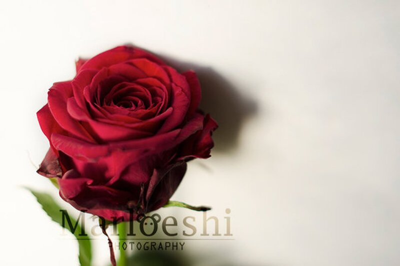 Red Rose on White Background — Serene