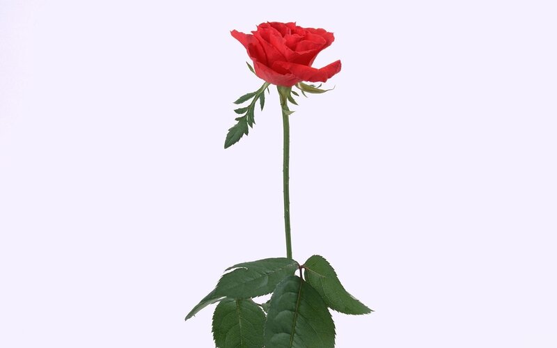 Red rose on white background